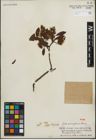 Foto von Salix paraplesia C. K. Schneid.